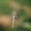 Argiope bruennichi (Wasp Spider).JPG